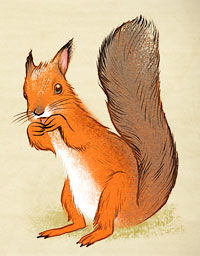Squirrel illustration